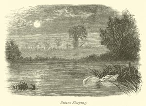 Cisnes dormindo de English School