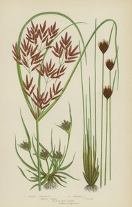 Sweet Cyperus, Brown Cyperus, Black Bog-Rush (cor litho) de English School