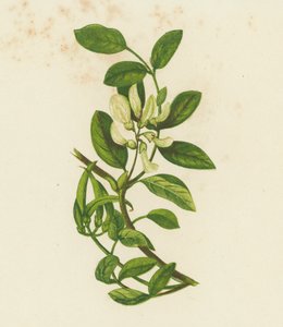 Ervilhaca de leite doce, Astragalus Glyciphyllus (litografia a cores) de English School