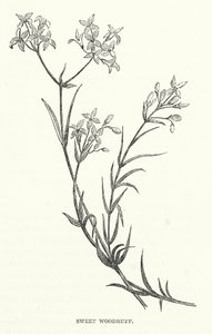 Sweet Woodruff (gravura) de English School