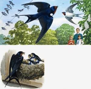 Swifts de English School