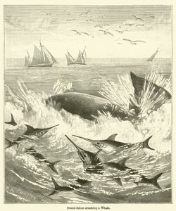 Peixes-espada atacando uma baleia (gravura) de English School