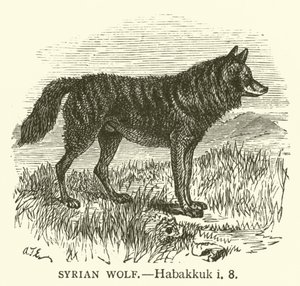 Lobo Sírio, Habakkuk, i, 8 (gravura) de English School