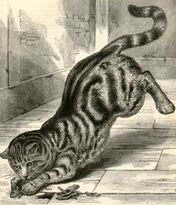 Gato malhado a saltar sobre um rato de English School