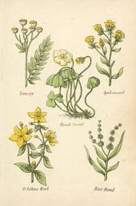 Tansey, Spikenard, Wood Sorrel, St Johns Wort, Bur Reed de English School