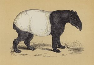 Anta (cor litho) de English School