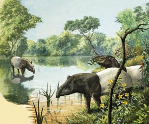 Antas, ilustração de Nature