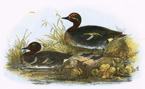 Cerceta (direita) e americana Teal (esquerda)