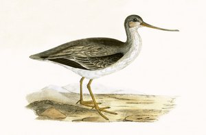Terek Godwit, ilustração de "Uma História das Aves da Europa Não Observadas nas Ilhas Britânicas", de Charles Robert Bree (1811-1886), publicada em 1867 de English School