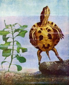 Terrapin de English School
