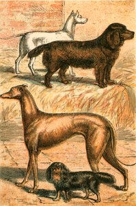 Terrier, Spaniel, Greyhound e Spaniel do rei Charle de English School