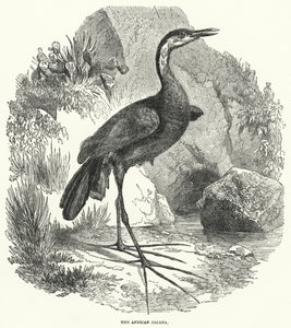 A jacana africana (gravura) de English School