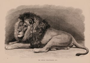 O leão africano de canela amarela (gravura) de English School
