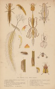A mosca do amieiro, Sialis lutarius (litografia) de English School