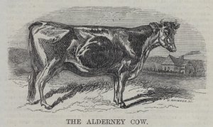 A Vaca de Alderney (gravura) de English School