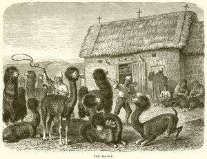 A alpaca de English School