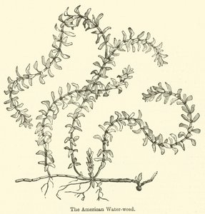 A Alga-d