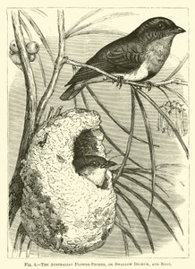 O Australian Flower-Pecker, ou Swallow Dicaeum e Nest de English School
