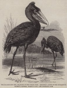 O Balaeniceps rex, ou Stork of the White Nile, recentemente adicionado ao Zoological Society