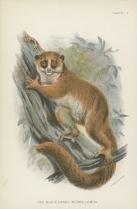 O lêmure-de-orelha-preta de English School