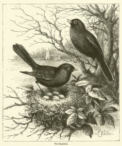 O Pássaro Negro (gravura) de English School