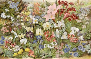 O próprio jardim alpino do menino, ou plantas de jardim ornamental e como cultivá-los de English School
