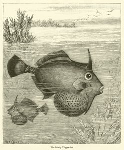 The Bristly Trigger-fish (gravura) de English School