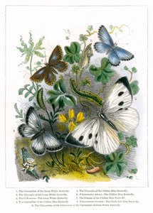 O viveiro das borboletas (gravura a cores) de English School