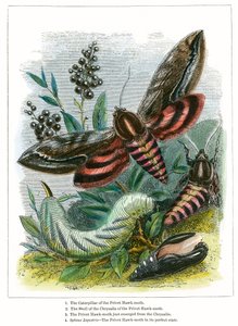 O viveiro das borboletas (gravura a cores) de English School