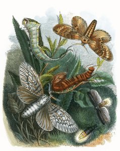 O Biotério da Borboleta