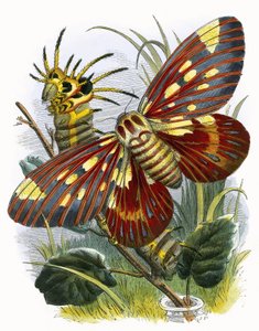 O Biotério da Borboleta