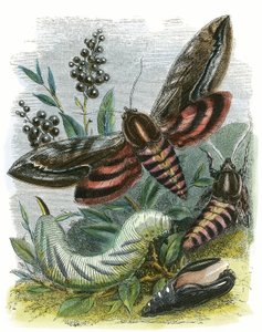 O Biotério da Borboleta