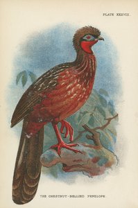 O Penelope De Castanha-Inchado de English School