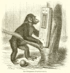 O chimpanzé (Troglodytes Níger) de English School