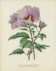 O chinês Althaea Frutex, Hibiscus Syriacus; var Chinensis de English School