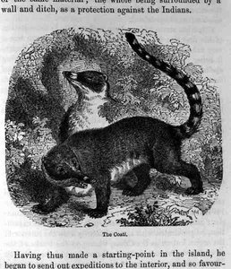 O Coati, do passado e presente de Santo Domingo por Samuel Hazard, pub. 1873 de English School