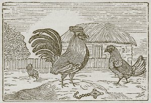 O galo e a joia (gravura) de English School