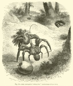 O caranguejo terrestre que rouba Cocoanut, o latão Birgus de English School