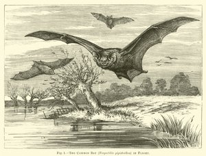 O morcego comum, Vespertilio pipistrellus, em vôo de English School