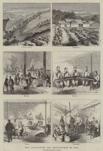 O cultivo e o fabrico do chá (gravura) de English School