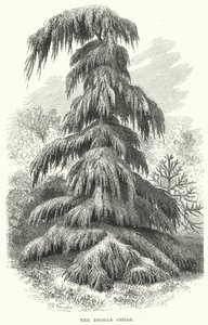 O Cedro de Deodar (gravação) de English School