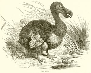 O dodo de English School