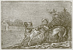 O Cão e o Lobo (gravura) de English School