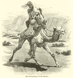 O dromedário do deserto de English School