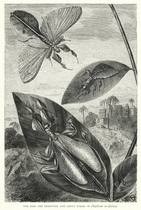 Ovos e formas imaturas e adultas de Phyllium siccifolium (gravura) de English School