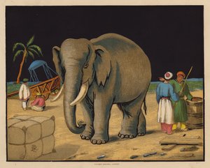 O Elefante (litografia a cores) de English School
