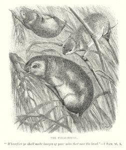 O Rato do Campo (gravura) de English School
