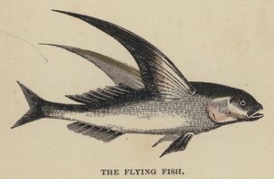 The Flying Fish (gravura colorida) de English School