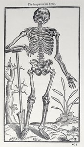 A parte anterior dos ossos, placa de The Historie of Man publicada por John Banister (1540-1610), 1578 de English School