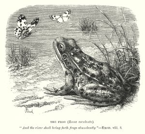 A Rã (Rona Esculenta) (gravura) de English School
